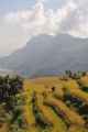 17-022 Pothana-Phedi