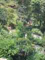 17-026 Pothana-Phedi