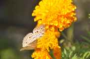 19-007 Chitwan