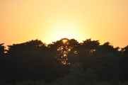19-015 Chitwan
