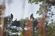 20-008 Chitwan