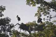 20-009 Chitwan