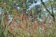 20-010 Chitwan