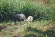 20-013 Chitwan