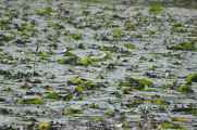 20-014 Chitwan