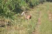 20-021 Chitwan