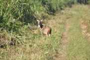 20-022 Chitwan