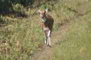 20-024 Chitwan