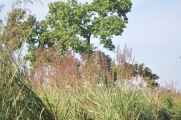 20-027 Chitwan