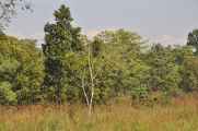 20-028 Chitwan