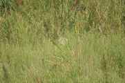 20-029 Chitwan