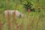 20-030 Chitwan