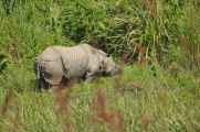 20-031 Chitwan