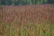20-032 Chitwan