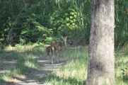 20-033 Chitwan