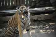 20-036 Chitwan