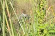 20-039 Chitwan