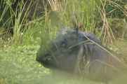 20-040 Chitwan