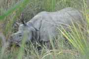 20-041 Chitwan