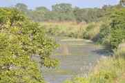 20-044 Chitwan