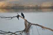 20-050 Chitwan