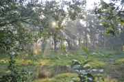 21-010 Chitwan