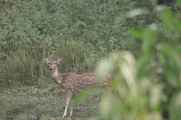 21-011 Chitwan