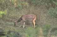 21-012 Chitwan