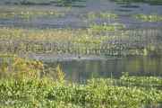 21-018 Chitwan