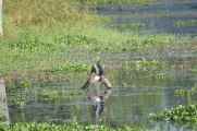 21-019 Chitwan