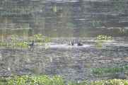 21-022 Chitwan