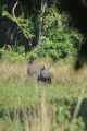 21-024 Chitwan