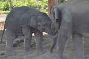 21-037 Chitwan