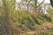 21-041 Chitwan