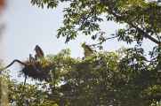 21-042 Chitwan