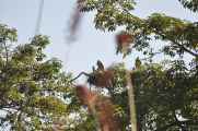 21-043 Chitwan