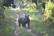 21-050 Chitwan