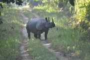 21-051 Chitwan