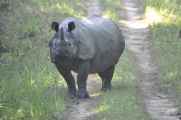 21-052 Chitwan