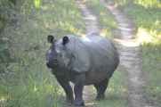 21-053 Chitwan