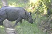 21-054 Chitwan