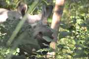 21-055 Chitwan