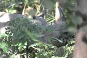 21-056 Chitwan
