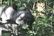 21-059 Chitwan