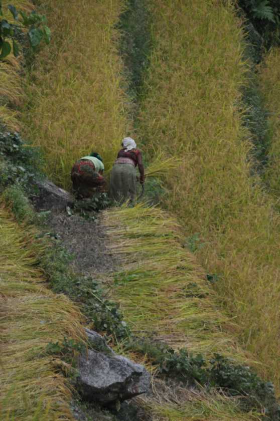 07-071  Nayapul-Thike Dhunga