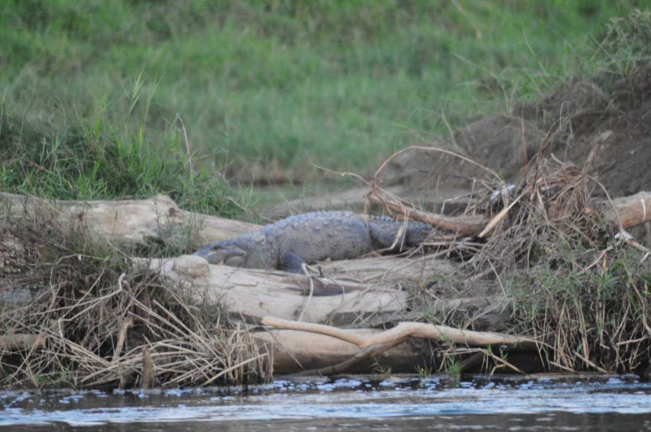 20-052 Chitwan