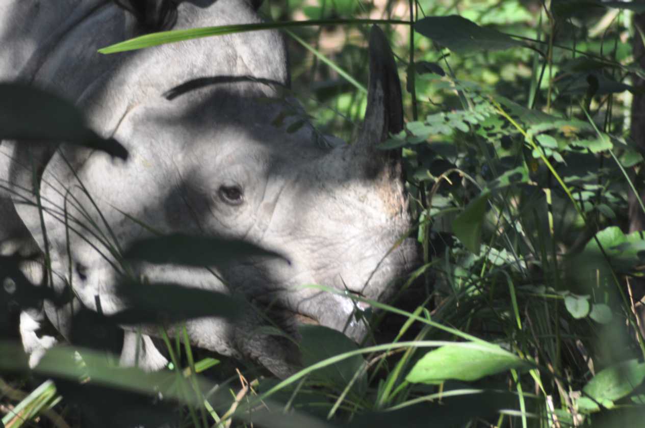 21-058 Chitwan