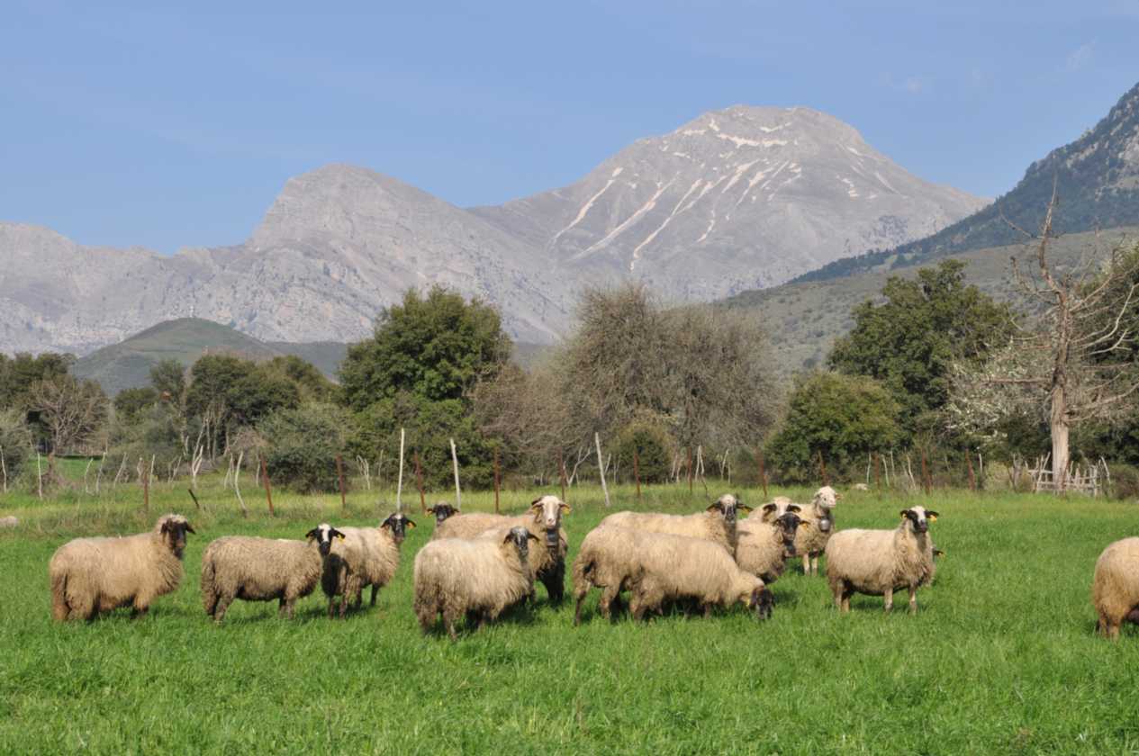 148 Griekenland mrt 2010