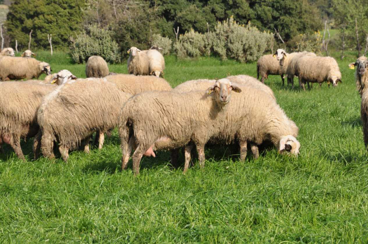 149 Griekenland mrt 2010