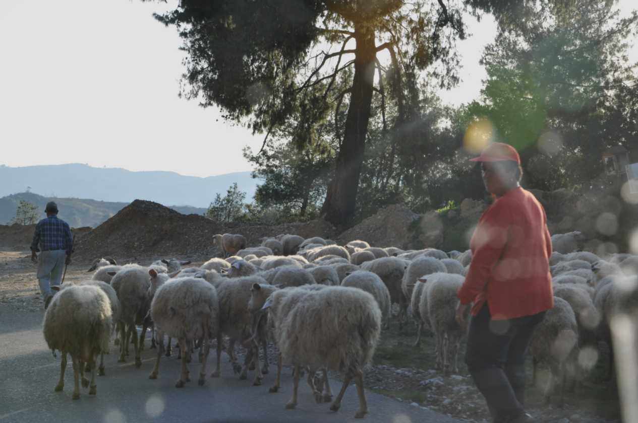 156 Griekenland mrt 2010